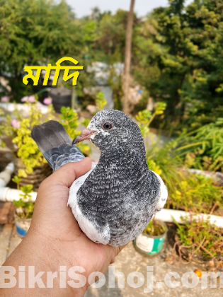 সাকি টেডি কবুতর